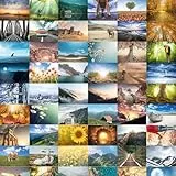 Bear and Bee 64 Postkarten – Natur, Tiere & Landschaftsfreude Große Mischung von Postkarten Postcrossing