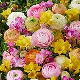 Ranunkeln & Freesien Kollektion (50 zwiebeln/knollen) - Mehrjährig Blumenzwiebeln Mischung - große winterhart pflanzen aus Holland - echte Pflanzen für Garten, Töpfe (kein Samen, nicht künstlich)