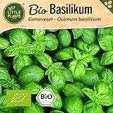 Little Plants BIO Basilikum Samen 500 Basilikumsamen Genoveser Kräutersamen Samenfest für Kräutergarten Kräuter Samen Küchenkräuter für Küche, Balkon und Garten