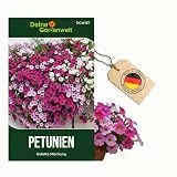 Petunien Einfache Mischung Samen - Petunia hybrida - Petuniensamen - Blumensamen - Saatgut für 200 Pflanzen – 3er Pack