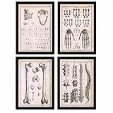 Nacnic Poster-Set, 4 Stück, menschliche Anatomie, Wirbelsäule, Hände und Kiefer, Biologie und Medizin Illustrationen im Vintage-Stil, Innendekoration, A4, ungerahmt
