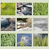 WASSERPFLANZEN WOLFF - Winter Pflanzenset Gartenteich - produzieren Sauerstoff unter der Eisdecke - winterhart - QUALITÄTSSTAUDEN - 4er Mix im 19cm PFLANZKORB