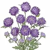 Arborus 5er-Set Chrysantheme Kunstblumen Lila 70 cm Künstliche Blumen Zweige Vase Deko Künstliche Blütenzweige Seiden Chrysantheme für Hausgarten Party Hochzeit Büro Äste und Zweige Deko