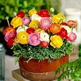 Ranunkeln Zwiebeln Winterhart - 50 Knollen - Mix in 5 Farben - Mehrjährige Blumenzwiebeln - Echte Pflanzen aus Holland (kein Samen, nicht künstlich)