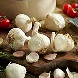 Steckzwiebeln Morado (500 gr) - Frühlingszwiebeln Winterhart - Hoher Qualität aus Holland (kein Samen) - Mild scharfe Gemüsezwiebel - Steckzwiebel größe 14-21 mm