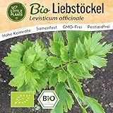 Little Plants BIO Liebstöckel Samen 80 Liebstöckelsamen Kräutersamen für Kräutergarten Hochbeet Samenfest Kräuter Samen für Küche, Balkon und Garten Küchenkräuter