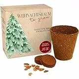 Weihnachtsbaum Anzuchtset als Adventskalender Füllung - Mini Geschenk als Idee für den Adventskalender für Frauen und Männer - Nordmann-Tanne zum selber Pflanzen