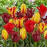 Tulpenzwiebeln Red-Orange-Yellow Mischung (20 Zwiebeln) exklusive Tulpen aus Holland, winterhart und mehrjährig für Garten, Töpfe, Balkon aus Amsterdam (große Knollen, kein Samen, nicht künstlich)