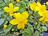 Sumpfdotterblume | Caltha palustris| Wasserpflanze | Teichpflanze | winterhart | echte europäische Sumpfdotterblume | blüht zweimal im Jahr | Mini Teich geeignet