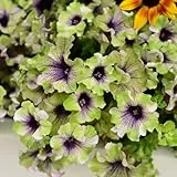 petuniensamen balkon, petunia hybrida, frühlingsblume, hängepetunien blumenwiese mehrjährig, schattenpflanzen zierblumen 1000pcs