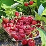 Himbeeren, seltene Rubus idaeus, winterharte für garten bio obstgarten alte sorten obstsamen 500Samen