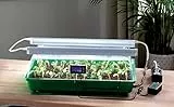 ROMBERG Zimmergewächshaus mit Zwei Lampen, Thermodog und Thermostat – Mini Gewächshaus Maximus Complete – 57 x 38 x 18 cm