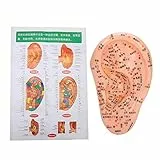 Sonew Ohr Modelle, Akupunkturmodell für menschliche Ohren, professionelles medizinisches Akupunktur Ohr mit Akupunkturpunkten, Ohr Massage Modell für den Hausgebrauch