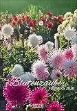 Blütenzauber 2026: Wandkalender mit Fotos von wunderschönen Blumenparadiesen. Format 23,5 x 33,5 cm.