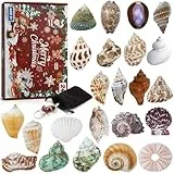 Aitsite Adventskalender 2025 Muscheln, 24 Tage natürliche MuschelnbAdventskalender, Muschel Sammlung Enthusiasten Countdown-Kalender für Jungen Mädchen