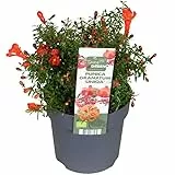 Blumen-Senf Punica granatum 'Uniqa' – Zwerg-Granatapfel ca. 30 cm inkl. Topf | Zierpflanze für Garten, Balkon & Terrasse | pflegeleicht, dekorativ & robust