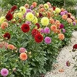 Dahlien Knollen - 5 Zwiebeln - Großartig Kollektion Blumenzwiebeln - Echte Pflanzen aus Holland - Für Garten, Töpfe und Balkon (kein Samen, nicht künstlich, nicht winterhart)