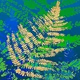 International Graphics Fertigbild - MIRA - ''Golden Glory II'' - 30 x 30 cm - Direktdruck auf Acryl