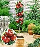 BALDUR Garten 1x Befruchtersorte Apfel 'Gala', Pflanze wurzelballiert, essbare Früchte, Säulenapfel, Säulenobst winterhart, platzsparende Säule für kleine Gärten, Balkone & Terrassen, Malus domestica