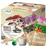 valeaf Bunte Bonsai Starter Set für deinen Bonsai Baum I Anzucht Set m. 4 Bonsai Samen u. Bonsai Schale im Bonsai Starter Kit I Bonsaisamen Exotische Samen I Bonsai Tree Bonsaizucht I valeaf Samen