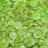 Teichpflanzen Set: Schwimmpflanzen für deinen Gartenteich | Südamerikanischer Froschbiss & Kleinohriger Schwimmfarn (M - 2x in Vitro 5,5cm) Grün