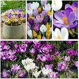 Riesen Krokusse Zwiebeln Winterhart Mehrjährig - Frühlingstraum - 50 exklusive Blumenzwiebeln - Mix von 5 Sorte - Echte Pflanzen aus Holland - für Garten, Balkon und Topf (kein Samen, nicht künstlich)