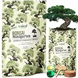 valeaf Bonsai Starter Kit Japanische Schwarzkiefer I Bonsai Samen Set I Bonsai Anzuchtset I Bonsai Baum züchten I Bonsai Pflanzen Bonsai Set I Bonsaisamen I Bonsaipflanzensamen I Saat Garten Geschenk