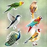 JSRQT 12 Stück Fliegengitter Magnete Dekorative Kolibri Pfau Fliegengitter Reparatur Magnet Doppelseitige Fliegengittertüren Magnete für Durchlaufschutz Reparaturset Fliegengitter Aufkleber
