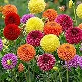 Dahlien Knollen Winterhart - 5 Zwiebeln - Pom Pon Dahlie Blumenzwiebeln - Echte Pflanzen aus Holland - Für Garten, Töpfe und Balkon (kein Samen, nicht künstlich)