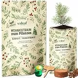 valeaf Weihnachtsbaum Anzucht Set I tolle Geschenk-Idee, Wichtelgeschenke Weihnachten, Nikolausgeschenke und Garten Geschenke I Weihnachtsbaum aus der Dose (Blaufichte 3)