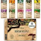 10 Bonsai Samen aus 5 Kontinenten I Exotische Baum Samen für deinen einzigartigen Bonsai-Baum I Starter Kit für Anfänger und Pflanzen Verrückte I Unser Bonsai Set als besondere Geschenkidee