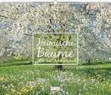 DUMONT - Heimische Bäume 2026 – Wandkalender 60 x 50 cm Naturfotografie, für Naturliebhaber & Gartenfreunde: Native Trees, Arbres indigènes