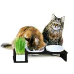 CanadianCat Company, Futterbar Cat Diner, Futterstation für Katzen mit Keramiknäpfen und Katzengrasschale