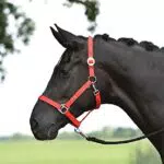 BUSSE Halfter HANSA