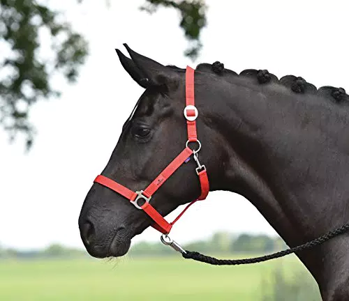 BUSSE Halfter HANSA