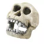 Europet Bernina 236-104316 Decor Chimpanzee 16 cm