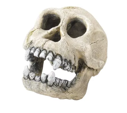 Europet Bernina 236-104316 Decor Chimpanzee 16 cm