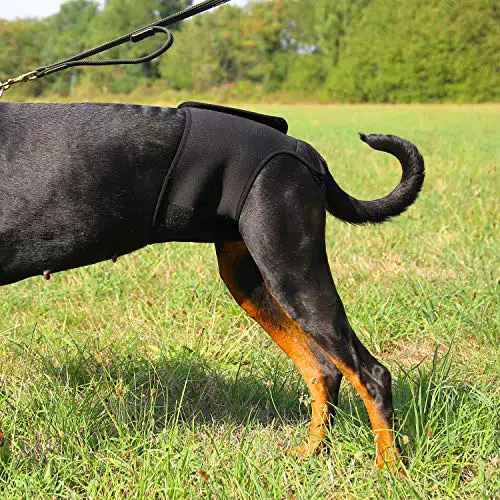 Petgold Läufigkeitshose für Hündinnen Gr. M aus Neopren - Taillenumfang 40-45cm Waschbare Läufigkeitshöschen Inkontinenzhose Schutzhose Windeln für Hunde