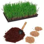 Pfotenolymp Katzengras Pflanzset mit Kunststoffschale - Katzengrasschale für Katzen Pflanz Set fertig mit Samen & Erde - DIY - Kokoserde