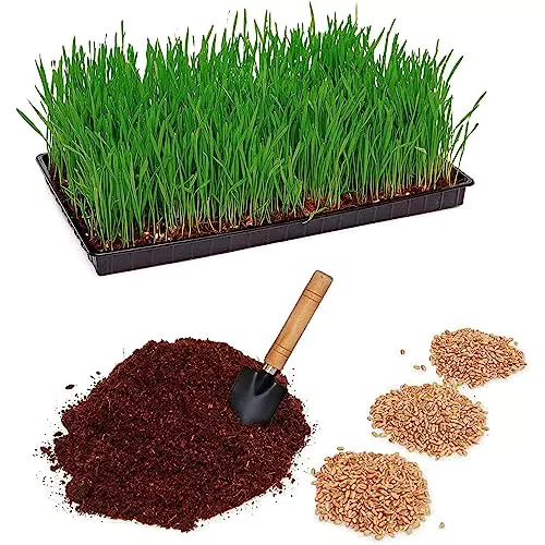 Pfotenolymp Katzengras Pflanzset mit Kunststoffschale - Katzengrasschale für Katzen Pflanz Set fertig mit Samen & Erde - DIY - Kokoserde