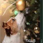 Trixie 9267 TRIXIE PREMIO Adventskalender für Hunde