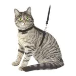 Kerbl 83819 Katzengeschirr mit Leine 120 cm, schwarz aus Veloursleder