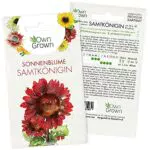 Sonnenblumen Saatgut für rote Sonnenblume Sorte Samtkönigin