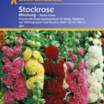 Blumensamen Stockrosen Mischung von Sperli