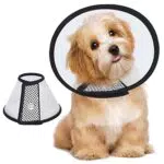 Halskrause Hund - Leichter Kunststoff Kragen für Katzen und Hunde