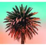 Komar Wandbild Palm Tree Kunstdruck für Wohnzimmer und Schlafzimmer