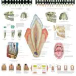 3B Scientific Lehrtafel - The Teeth - Englisch, laminiert