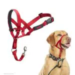 HALTI Kopfgeschirr - Anti-Zug-Halsband für mittelgroße Hunde, einfache Anpassung