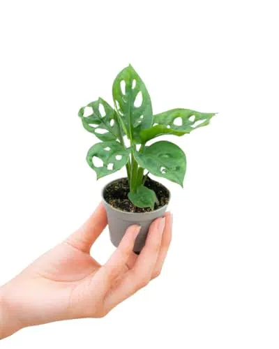 PLNTS Baby Monstera Adansonii - Zimmerpflanze für drinnen, Höhe 15 cm