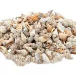 NaDeco Canarium Urceus - Deko-Schnecken für maritime Dekoration und Basteln